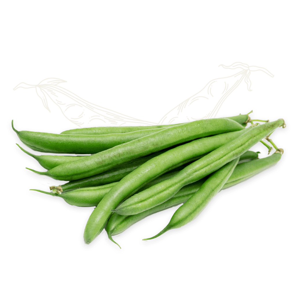 Green Beans Sketch min