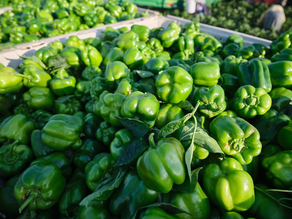 baloian bell pepper production