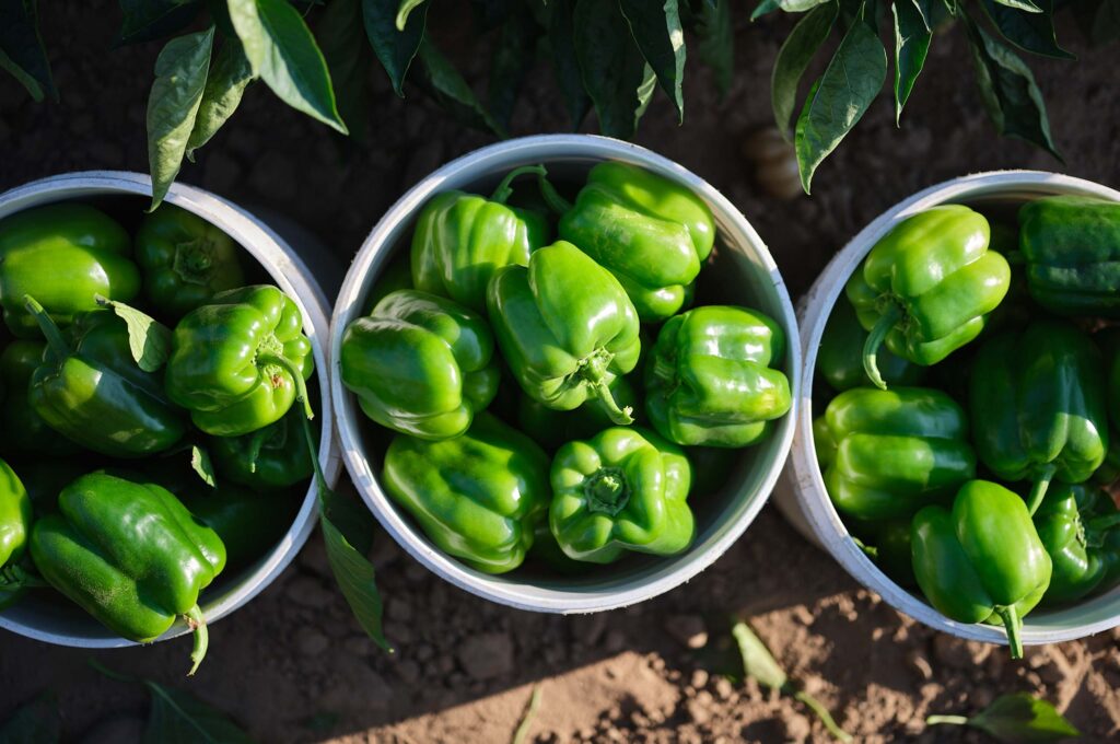 green bell peppers in buckets